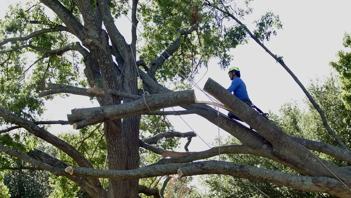 Professional Crown Thinning performed by certified arborists in Termo