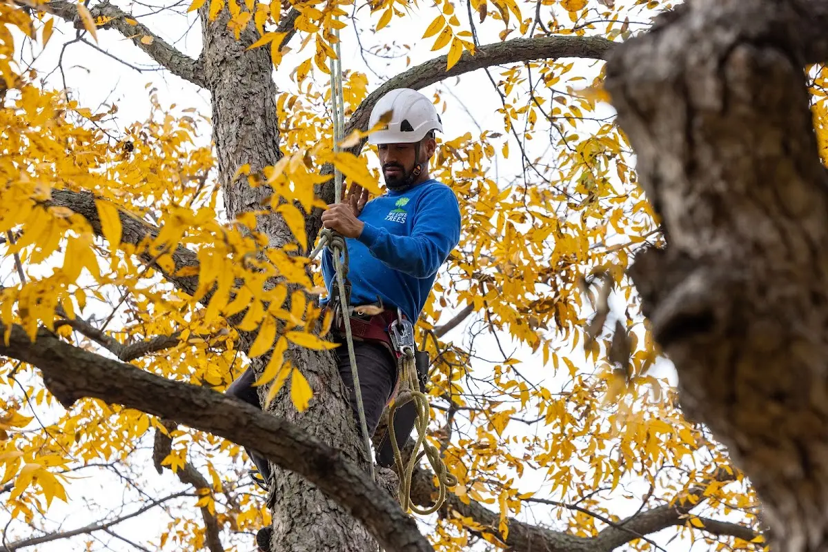 Skilled Tree Planing crew working in Termo